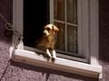 Yellow dog resting by window FREE Stock Photo, dog,  window,  relaxation picture