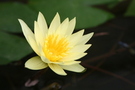 Free Yellow water lily with delicate petals over dark water stock image to download Yellow water lily with delicate petals over dark water FREE Stock Photo, yellow, water lily, bloom picture