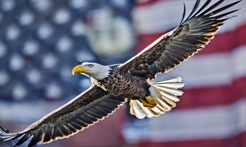 Majestic Bald Eagle FREE Stock Photo, eagle,  wildlife,  bird picture