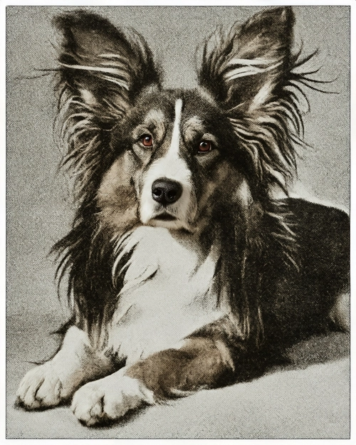 Majestic Dog Portrait FREE Stock Photo, dog,  portrait,  artwork picture