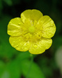 Free Raindrops on a yellow meadow buttercup flower stock image to download Raindrops on a yellow meadow buttercup flower FREE Stock Photo, flower, yellow, nature picture