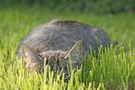 Gray cat lying in grass FREE Stock Photo, cat,  gray cat,  animal picture