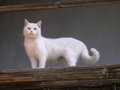 White cat on wooden ledge FREE Stock Photo, cat,  white cat,  fluffy picture