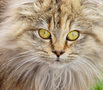 Curious cat close-up FREE Stock Photo, cat, animal, pet picture