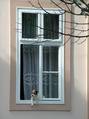 Kleine dog auf der fensterbank KOSTENLOSES Stock-Photo-Bild, hund,  haustiere,  fensterbank
