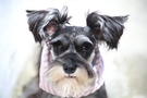 Black and Gray Dog with Pink Striped Scarf FREE Stock Photo, dog,  pet,  companionship picture