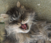 Fluffy gray cat yawning FREE Stock Photo, cat,  lazy,  yawn picture