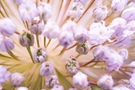 Free Close-Up of White Flowers with Purple Accents stock image to download Close-Up of White Flowers with Purple Accents FREE Stock Photo, white flowers, purple accents, close-up picture