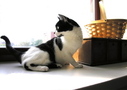 Black-and-white cat on a windowsill FREE Stock Photo, black cat,  cat,  pet picture