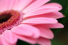 Intricate details of a pink gerbera flower in bloom KOSTENLOSES Stock-Photo-Bild, pink, blume, blütenblatt