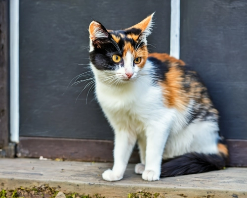 Playful Calico Cat FREE Stock Photo, calico,  cat,  playful picture