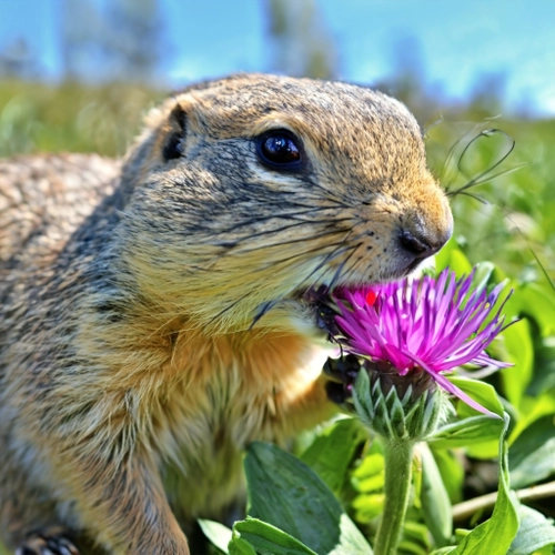 Prairie Dog with Flower FREE Stock Photo, prairie dog,  wildlife,  nature picture