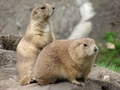 Prairie Dogs on a Log FREE Stock Photo, prairie dog,  mammal,  wildlife picture