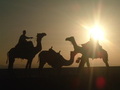 Riders on camels at sunset FREE Stock Photo, riders,  camels,  sunset picture