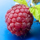 Close-up of Ripe Raspberry on Blue Background FREE Stock Photo, raspberry,  fruit,  fresh picture