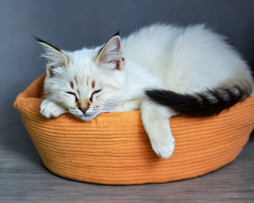 Relaxing Fluffy Cat FREE Stock Photo, cat,  pet,  sleeping picture