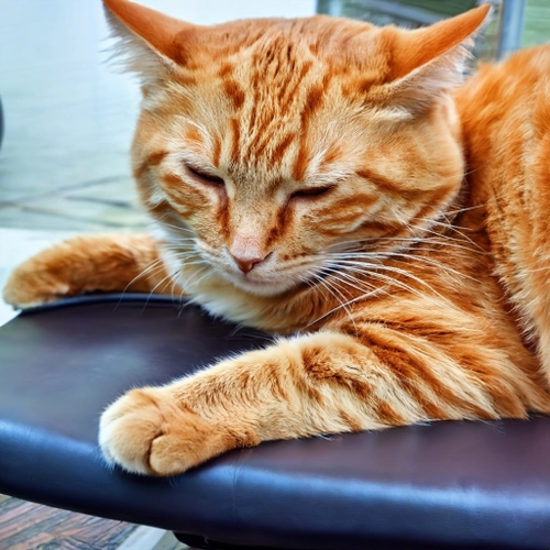 Resting Ginger Cat FREE Stock Photo, cat,  ginger,  pet picture