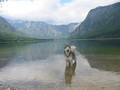 Dog at the lake in Bohinj FREE Stock Photo, dog,  alaskan malamute,  pet picture