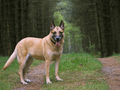 Tan Dog in a Forest FREE Stock Photo, dog,  tan dog,  outdoors picture