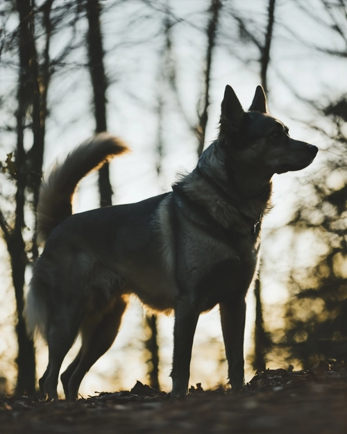 Silhouette of Dog FREE Stock Photo, dog,  silhouette,  nature picture