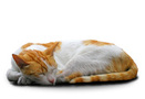 Sleeping orange and white cat FREE Stock Photo, cat, pet, orange picture