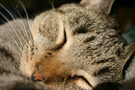 Close-up of Sleeping Cat FREE Stock Photo, cat, sleeping, whiskers picture