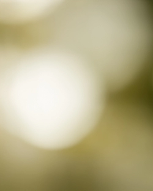 Soft Focus Background FREE Stock Photo, blurred,  background,  abstract picture