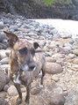 Brindle Dog on Rocky Beach FREE Stock Photo, brindle dog,  dog,  beach picture