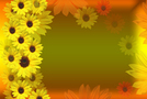 Vibrant sunflower background FREE Stock Photo, sunflowers, flowers, yellow picture