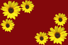 Sunflowers on Red Background FREE Stock Photo, sunflowers, yellow, flowers picture