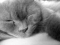 Grey Cat Peacefully Sleeping FREE Stock Photo, cat,  feline,  grey cat picture