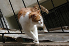 Ginger and white cat on railing FREE Stock Photo, cat,  animal,  ginger cat picture