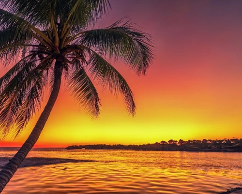 Tropical Sunset Serenity FREE Stock Photo, sunset,  tropical,  palm tree picture