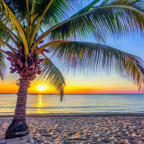 Tropical Sunset View FREE Stock Photo, sunset,  palm tree,  tropical picture