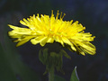 Intricate petal textures of yellow dandelion flower KOSTENLOSES Stock-Photo-Bild, gelb, löwenzahn, blume