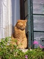 Orange cat on windowsill with plants FREE Stock Photo, cat, window, plants picture