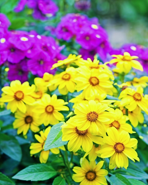 Free Vibrant Flower Display stock image to download Vibrant Flower Display FREE Stock Photo, flowers, garden, vibrant picture