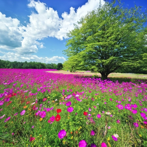 Free Vibrant Flower Field stock image to download Vibrant Flower Field FREE Stock Photo, flowers, nature, landscape picture
