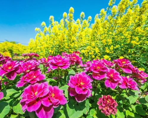 Lebendiger Blumengarten KOSTENLOSES Stock-Photo-Bild, Blumen,  Garten,  lebendig