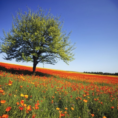 Free Vibrant Flower Meadow stock image to download Vibrant Flower Meadow FREE Stock Photo, flower, meadow, nature picture