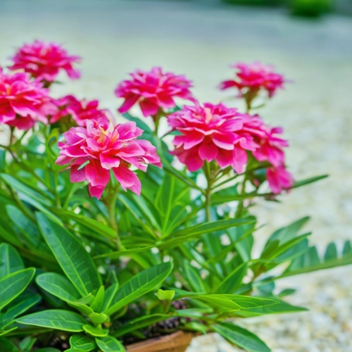 Free Vibrant Pink Flowers stock image to download Vibrant Pink Flowers FREE Stock Photo, flowers, pink, vibrant picture