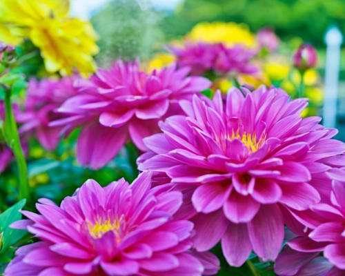 Free Vibrant Pink Flowers stock image to download Vibrant Pink Flowers FREE Stock Photo, flowers, pink, garden picture