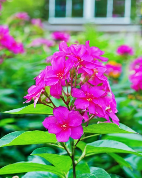 Free Vibrant Pink Flowers stock image to download Vibrant Pink Flowers FREE Stock Photo, flowers, pink, garden picture