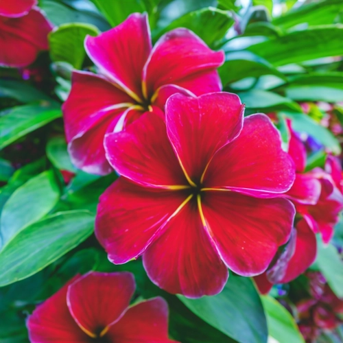 Free Vibrant Red Flowers stock image to download Vibrant Red Flowers FREE Stock Photo, flowers, vibrant, nature picture