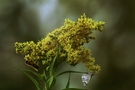 Free Bee and Moth on Goldenrod Flowers stock image to download Bee and Moth on Goldenrod Flowers FREE Stock Photo, bee, moth, yellow flowers picture