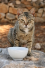 Cat sitting on stone surface FREE Stock Photo, cat, animal, pet picture