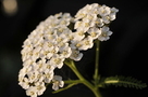 Free Cluster of yarrow flowers on dark background stock image to download Cluster of yarrow flowers on dark background FREE Stock Photo, yarrow, flowers, flower picture